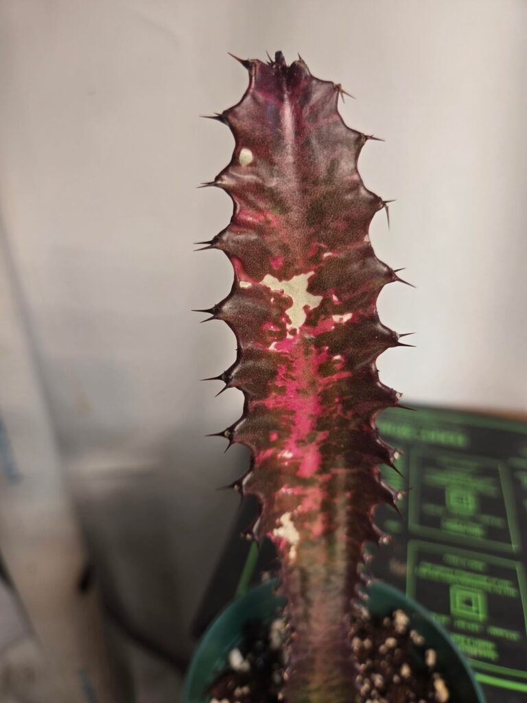 Whats wrong with my african milk tree? Just got it shipped to me.