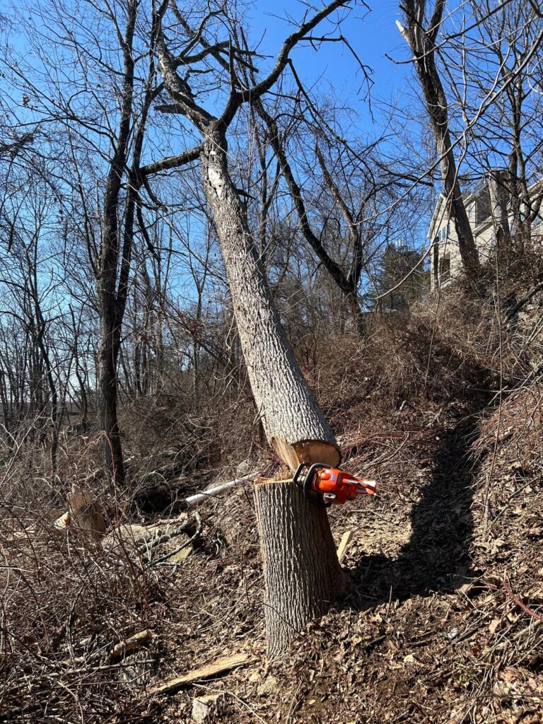 This is 100% a “let nature do its thing” situation, right?