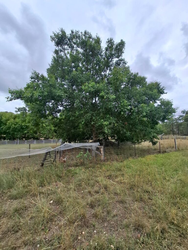 Help id this tree