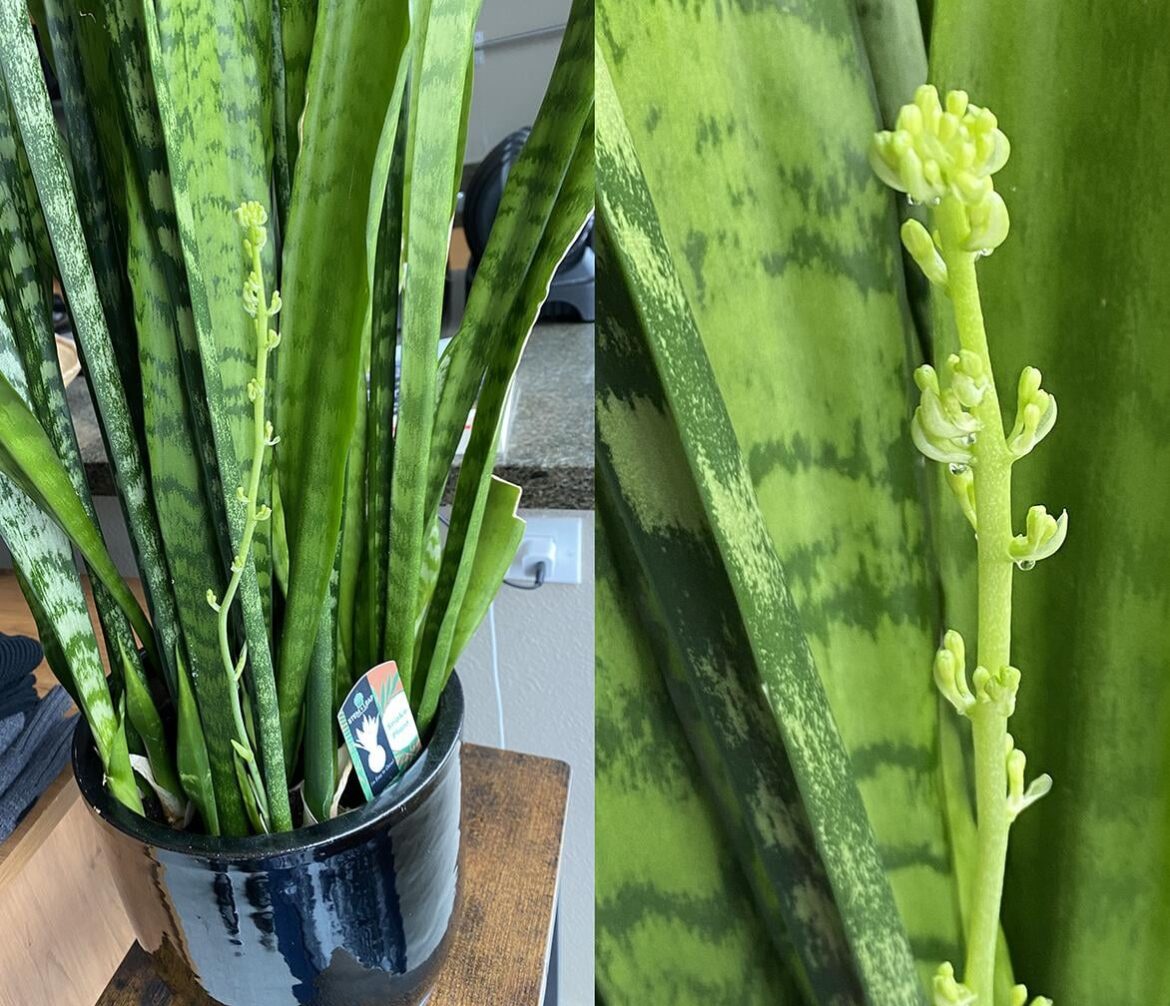 Snake plant help please