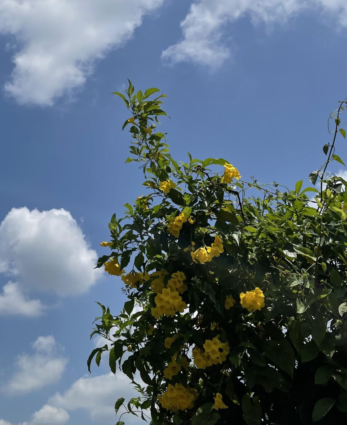 Blue skies and yellow esperanza (𝘛𝘦𝘤𝘰𝘮𝘢 𝘴𝘵𝘢𝘯𝘴)