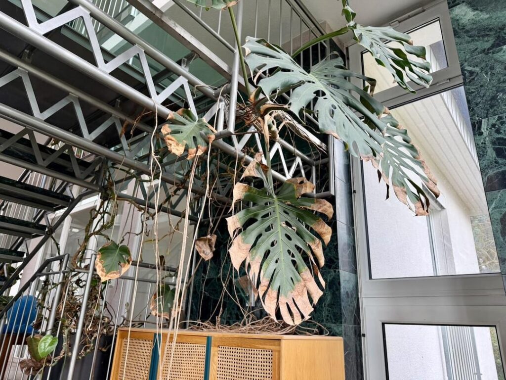 Help me save this Monstera