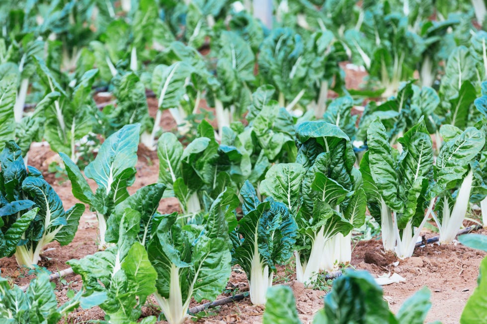underrated veggies swiss chard