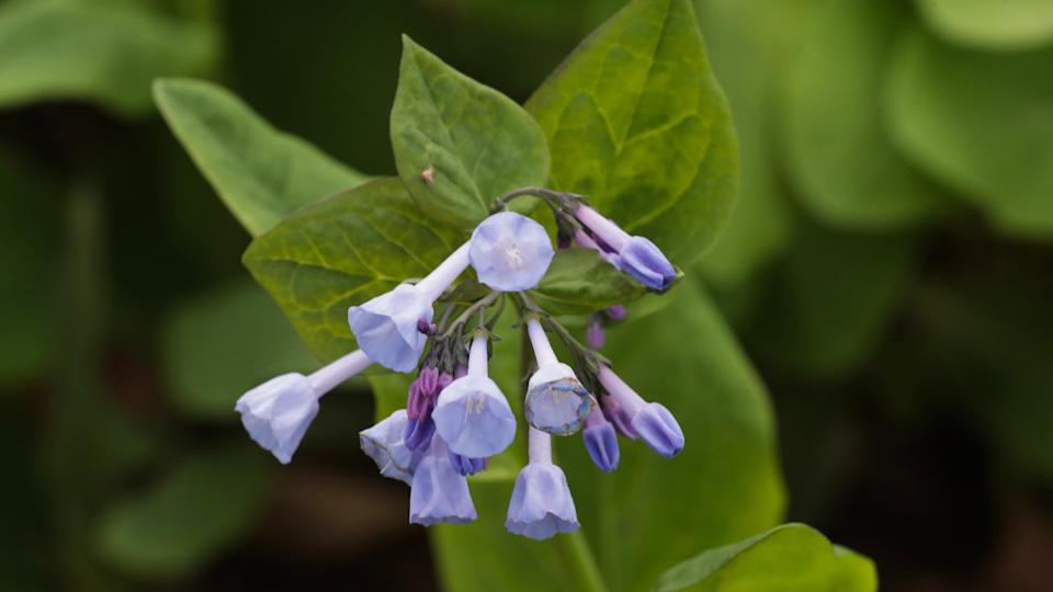 Virginia BluebellsSam Upshaw Jr&period;&sol;Courier Journal &sol; USA TODAY NETWORK &sol; Imagn&period;com