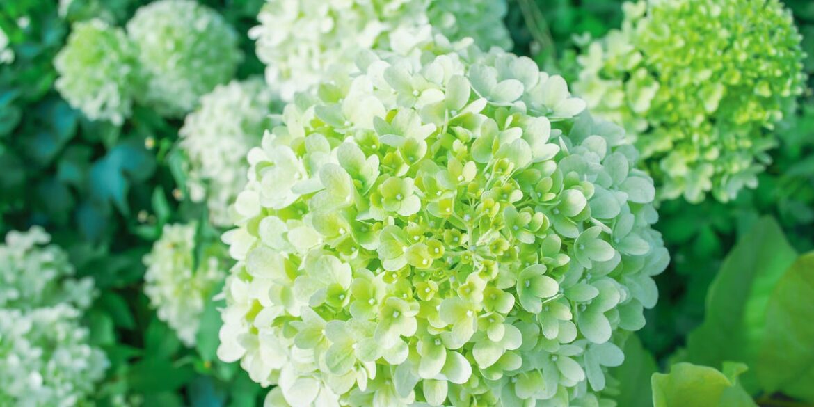 7 Gorgeous Green Flowers to Grow in Your Garden