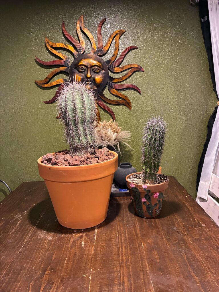 Difference between small Tucson and Phoenix Saguaros