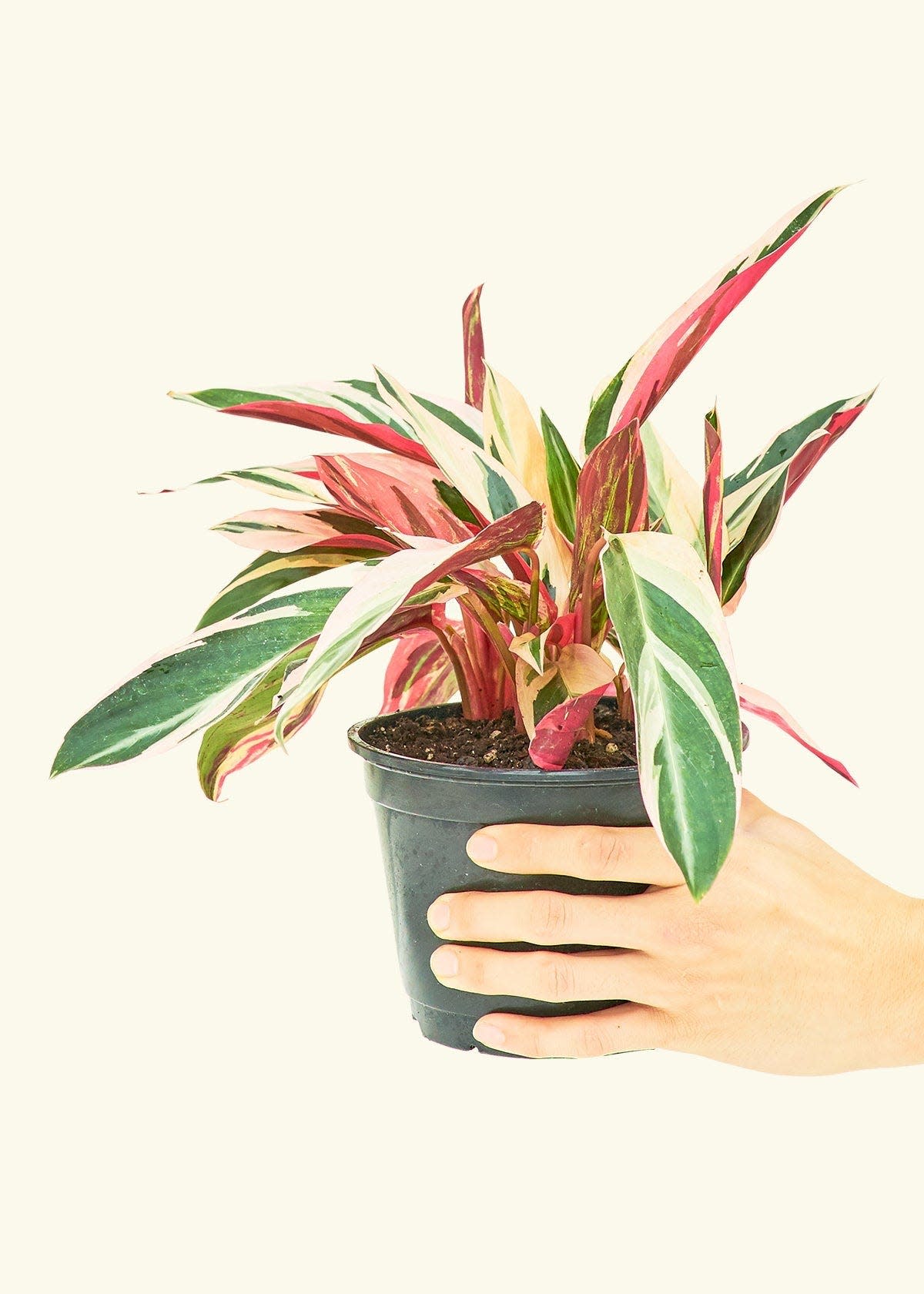 37 Low-Light Houseplants That THRIVE in Darkness
