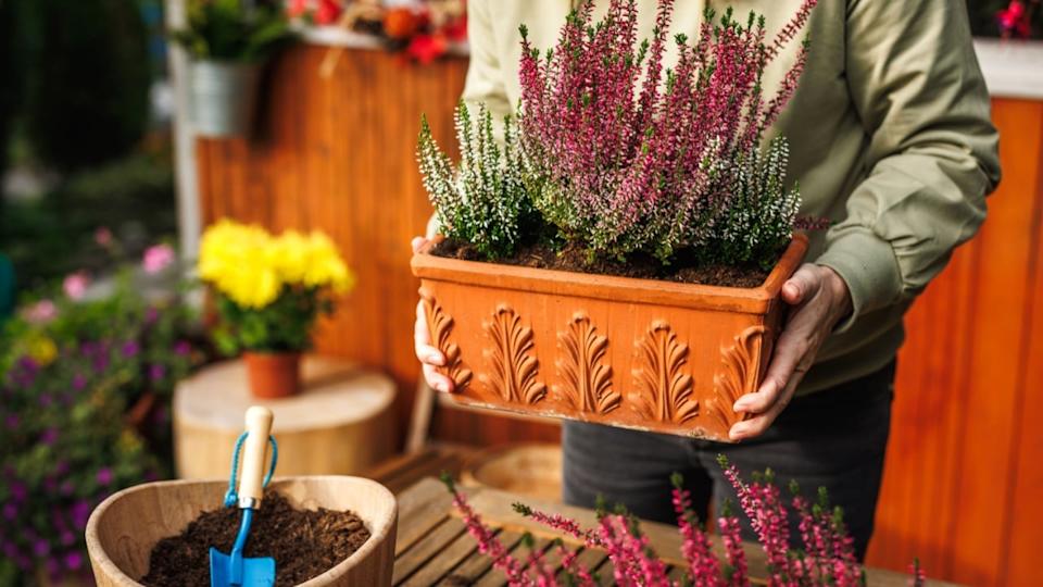 Woman holding flower pot with planted blooming heather while preparing cozy autumn floral decoration at backyard. Fall season gardening