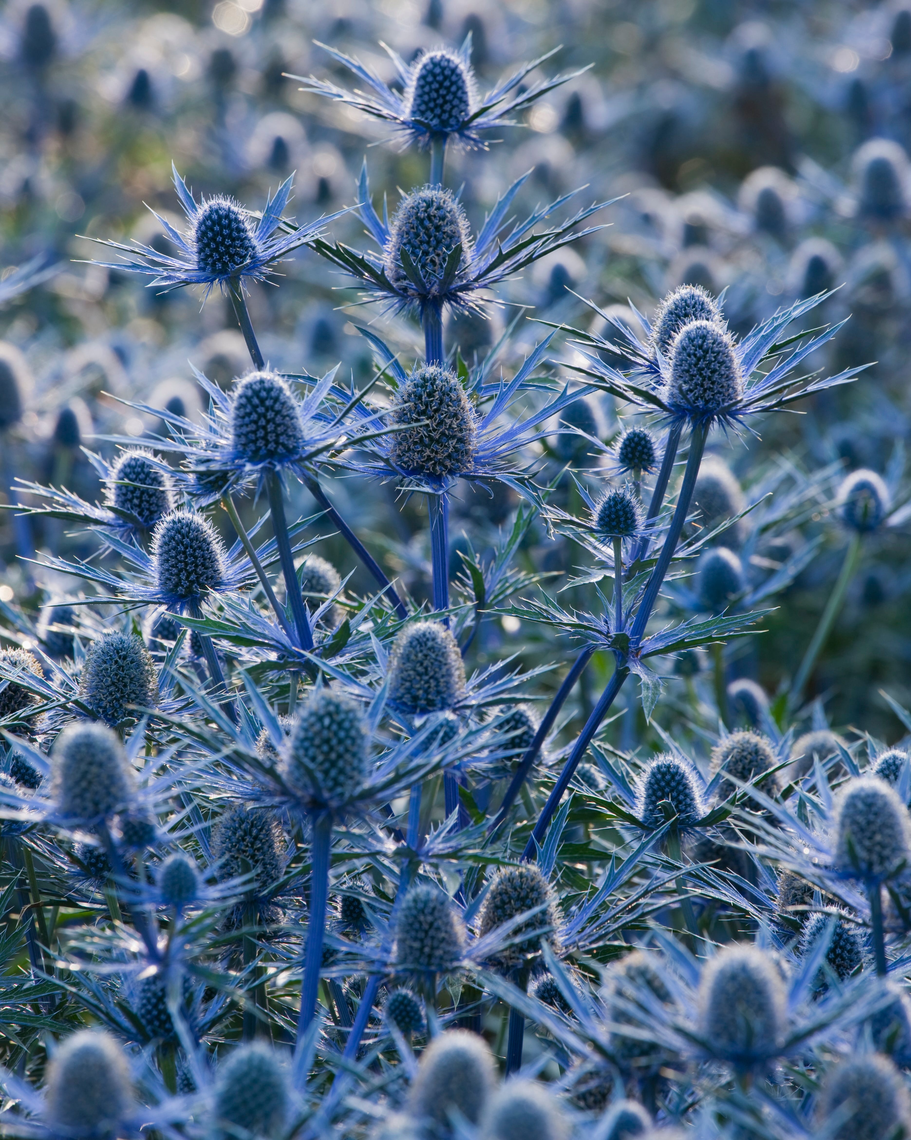 sea holly growing in the garden