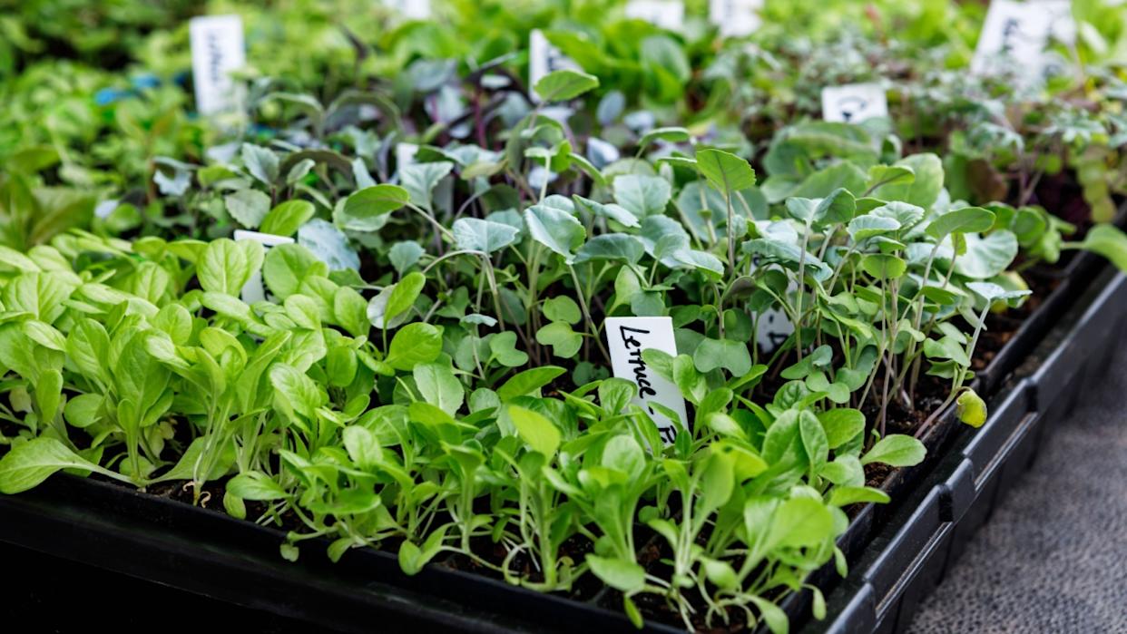 Lettuce and other vegetable seedlings growing in seed starting trays in a home garden