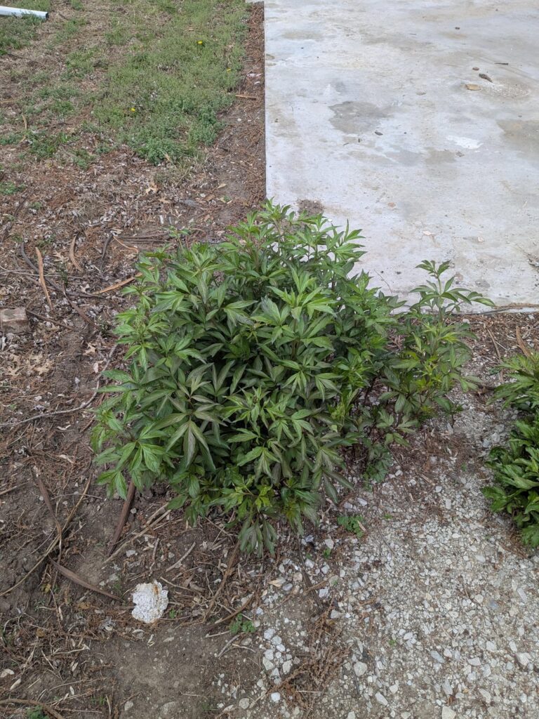 There is a strange row of plants growing near our house There is a strange row of plants growing near our house