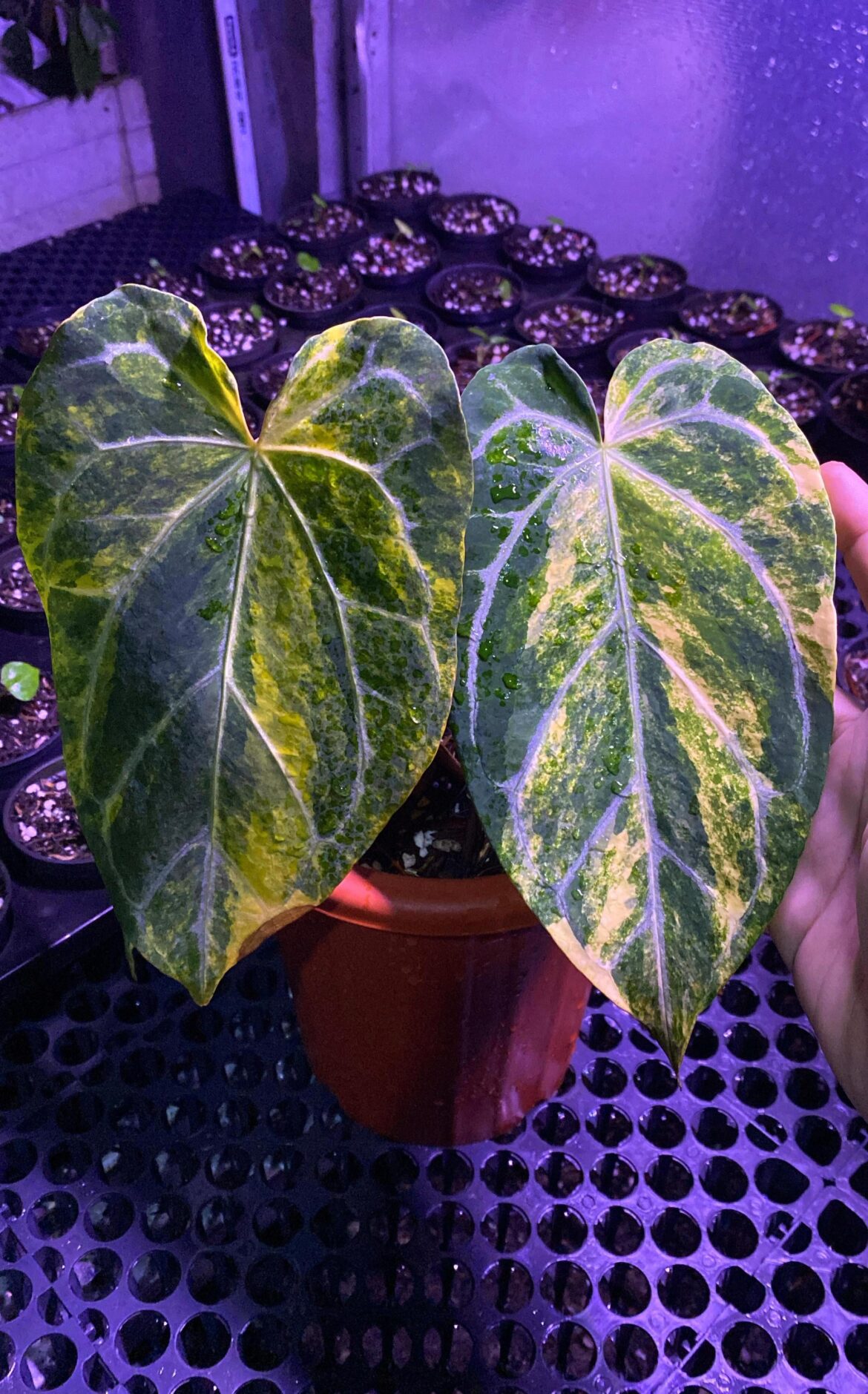 Anthurium Black venom x Silverstar 💥