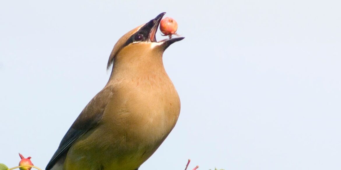 5 Plants That Help Migrating Birds in Early Spring