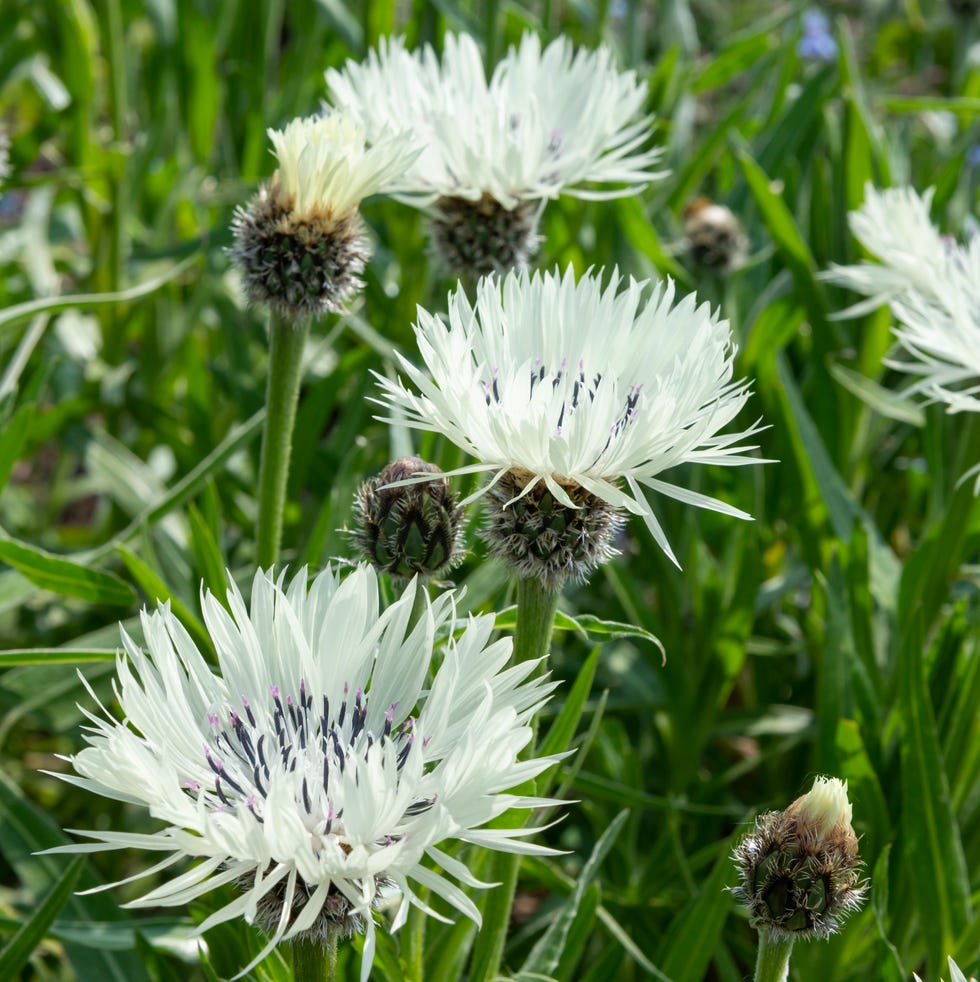 a perennial plant with silvery grey foliage and creamy white flowers in late spring/early summer.