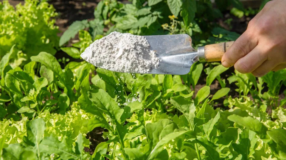 Gardener white sprinkle Diatomaceous earth( Kieselgur) powder for non-toxic organic insect repellent on salad in vegetable garden, dehydrating insects.