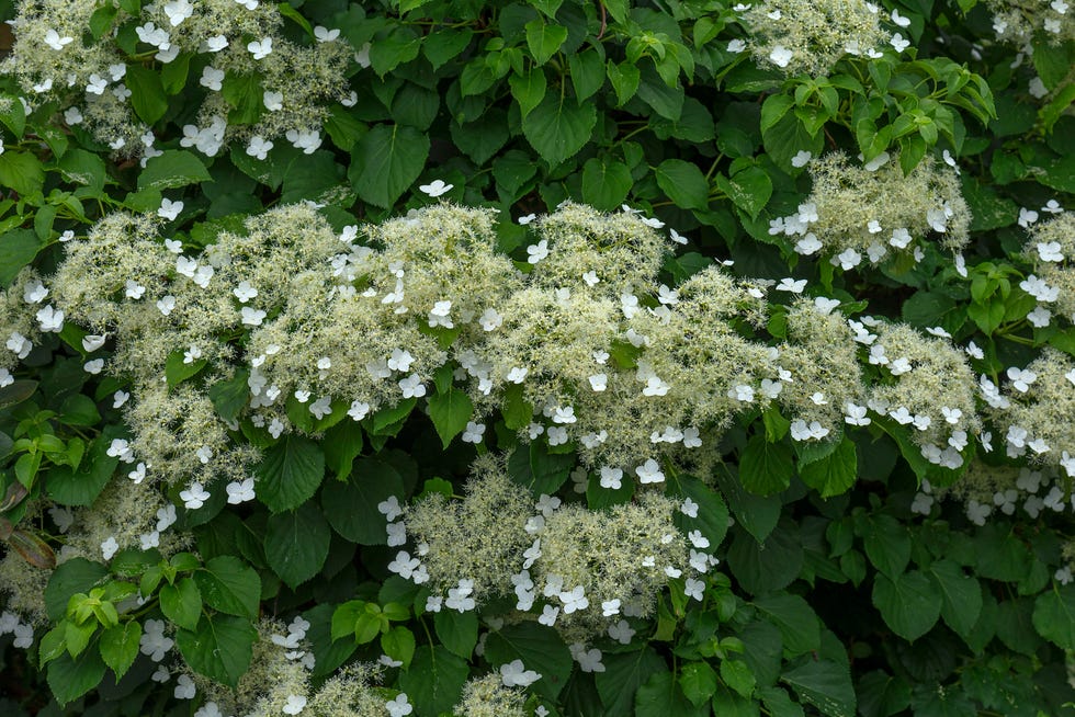 why you should never plant english ivy alternatives