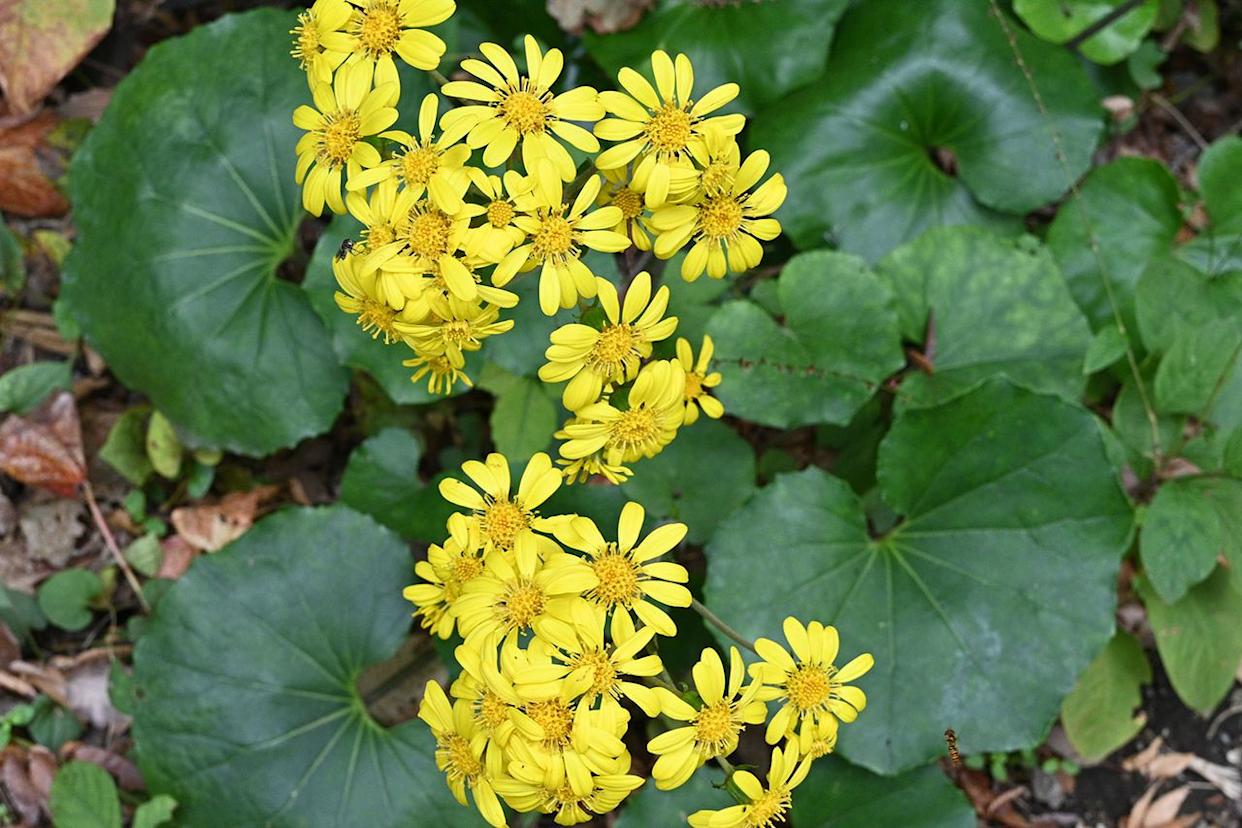 Credit: Getty Images