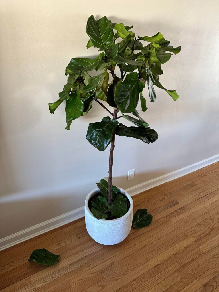 New Fig Dropping Many Leaves
