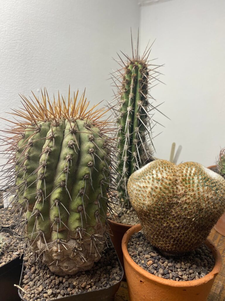 Been a while since I’ve added a Copiapoa to the collection. C. gigantea