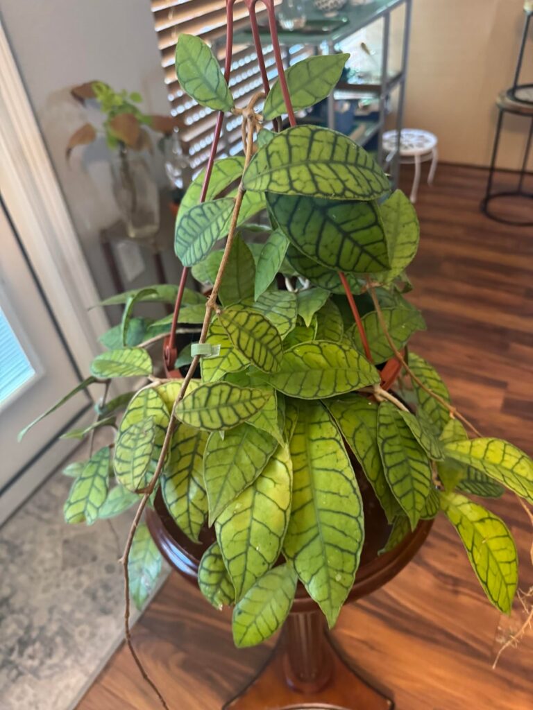 New Callistophylla: vines with peduncles