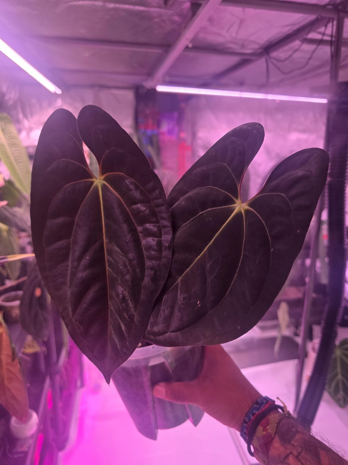 Fort sherman x dark phoenix