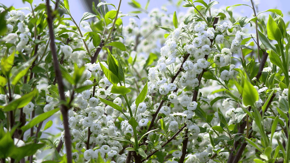 MARCH 17, 2026 - Blooms at Linda’s Plants & Shrubs in Hendersonville, N.C. (Photo credit: WLOS Staff)