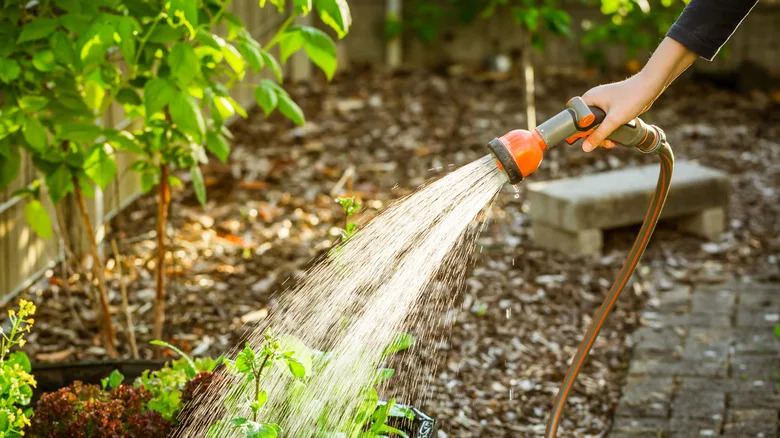 A hand holding a hose watering a garden