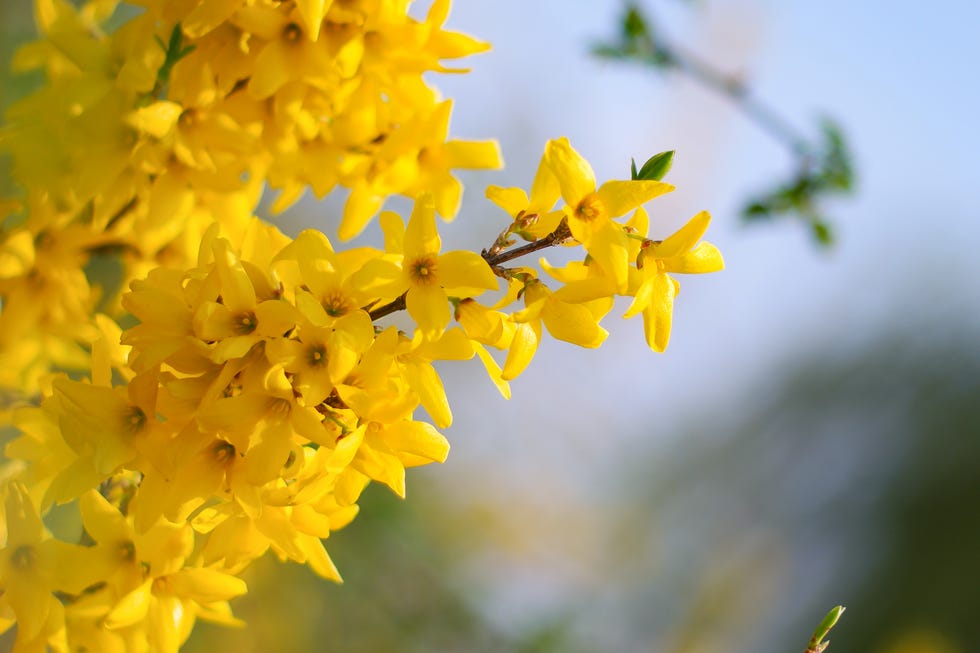 blossoms in early spring what not to prune in spring forsythia