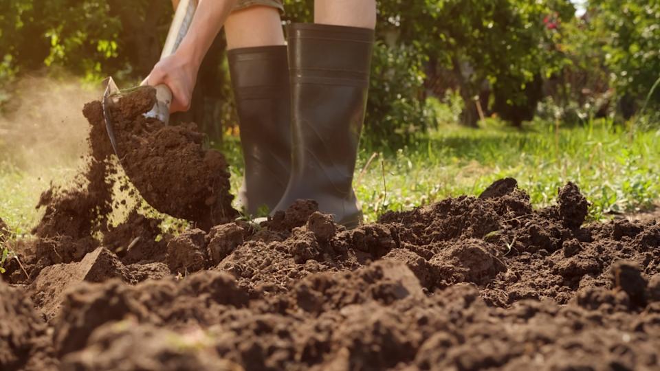 Tillage. Farmer digging in garden spade soil shovel digging spade grass. Gardener digging soil preparation. Man shoveling dirt shovel in ground. Gardening. Farming garden work in rubber boots farm