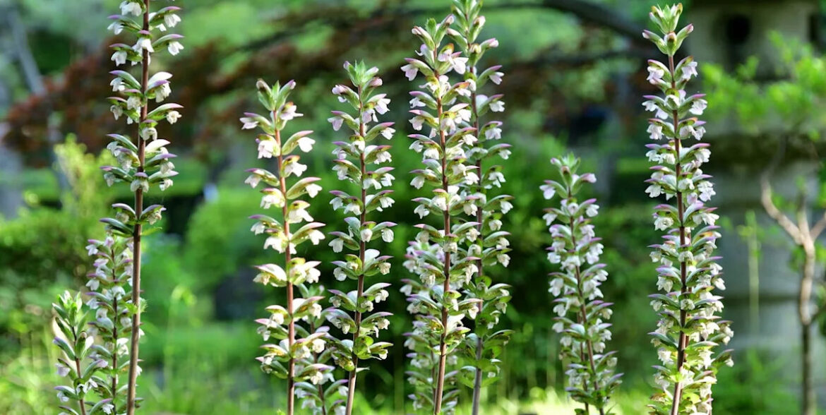 Plants to avoid in your garden: 8 you’ll regret – including the ‘thug’ of flowerbeds 8 plants people regret ever putting in their gardens