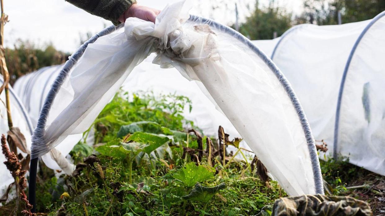 Row cover to protect vegetables form cold weather.