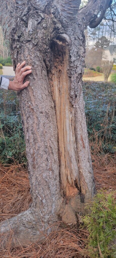 Is my tree sick?