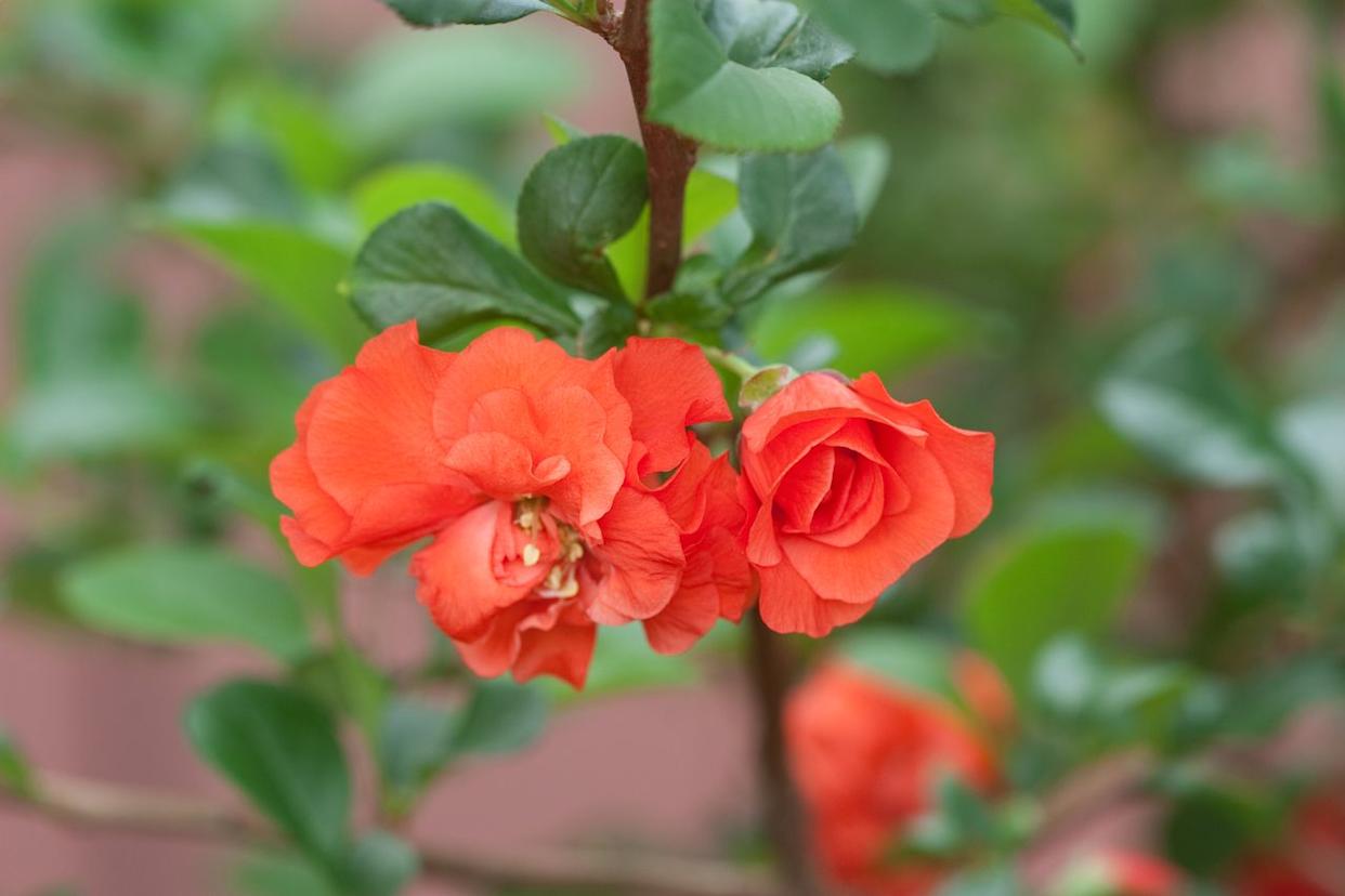 Credit: Justin Hancock