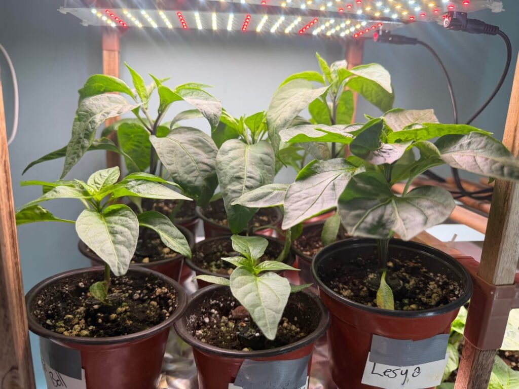 Hydro started Peppers