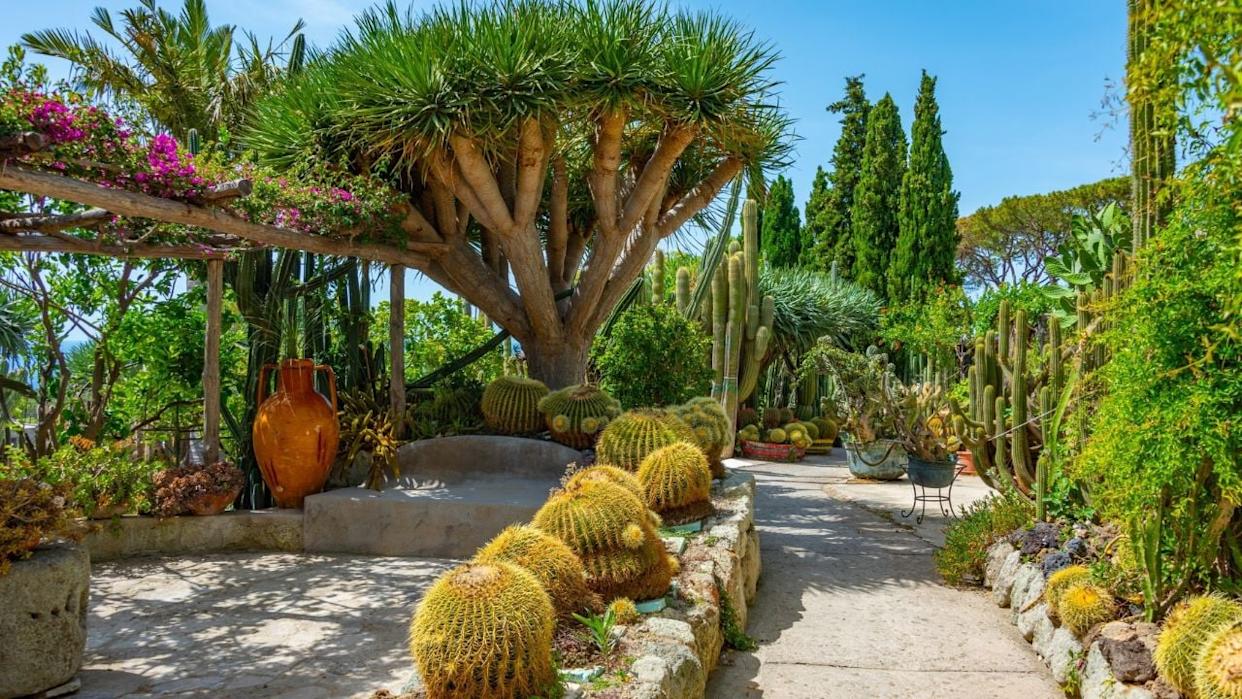 Succulents and cactuses at Giardini Ravino gardens at Forli, Ischia, Italy.