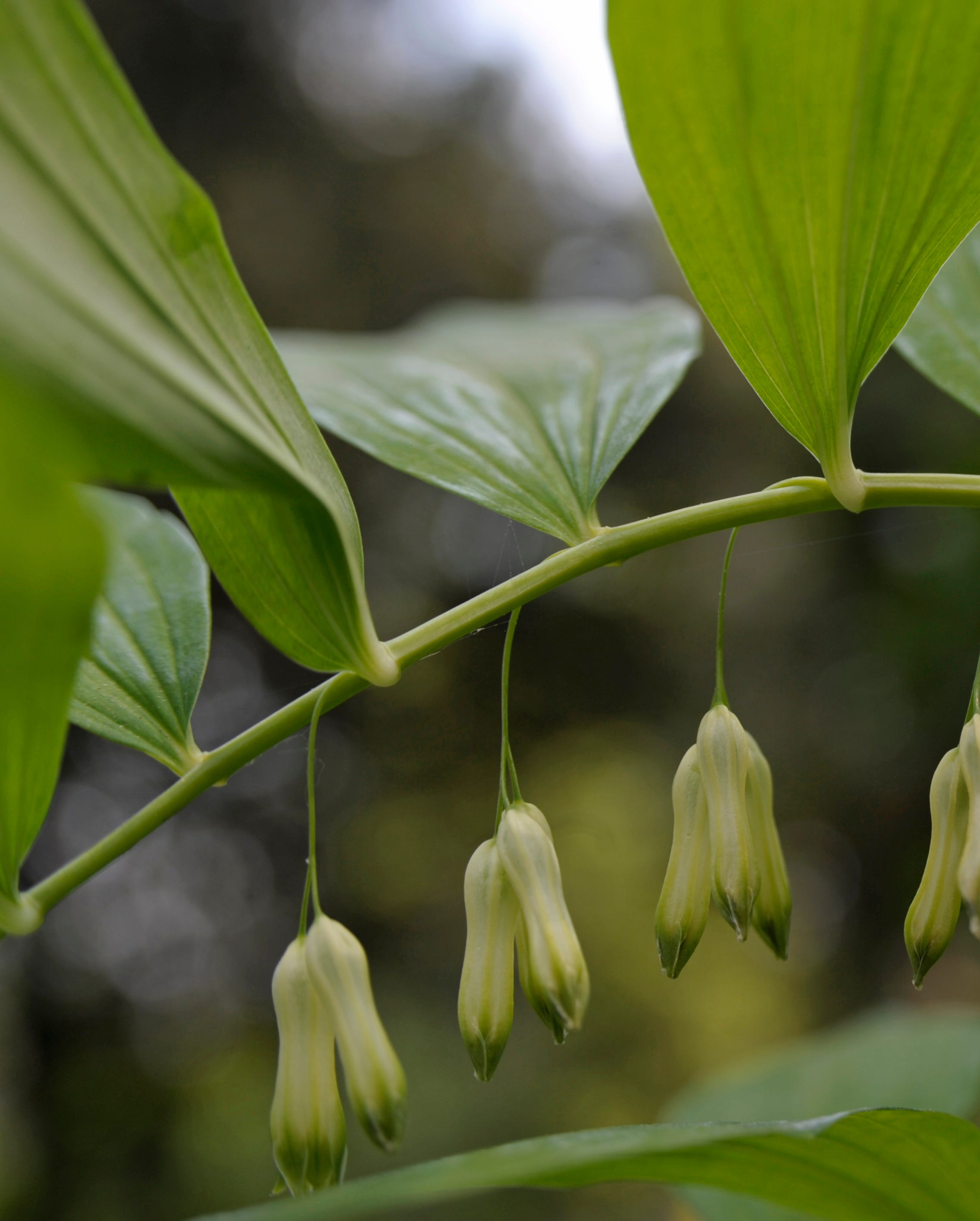 solomon's seal, asparagaceae, lenno, lombardy