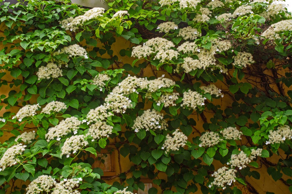 Climbing Hydrangea Climbing Hydrangea