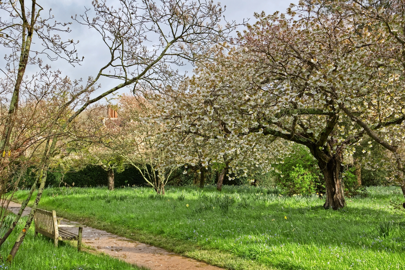 Spring scene in the Wild Garden at Bateman's, East Sussex, with blooming trees and a wooden bench along a dirt path.