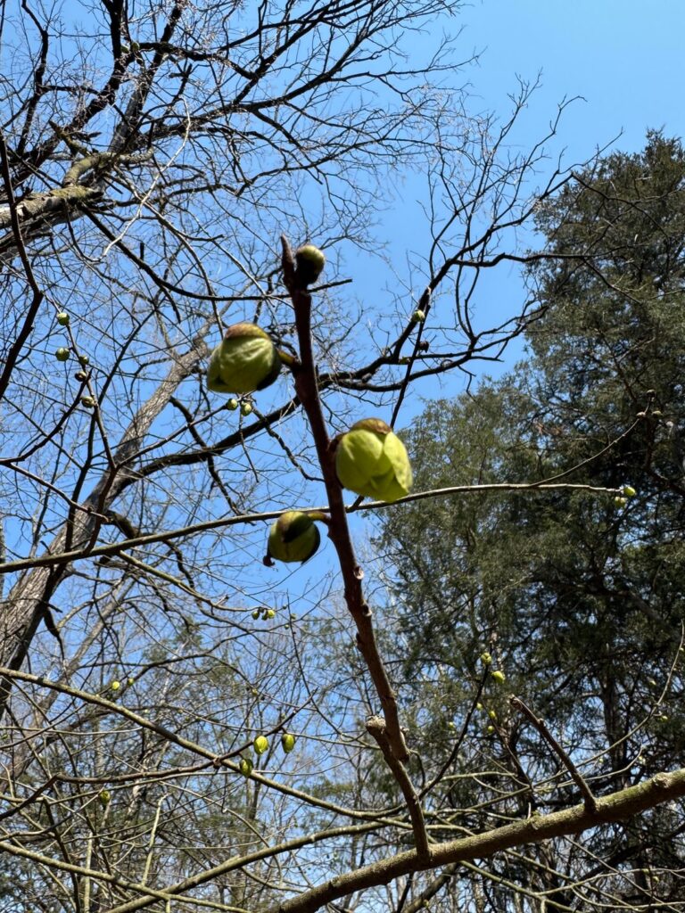 Pawpaw flowers about to open.