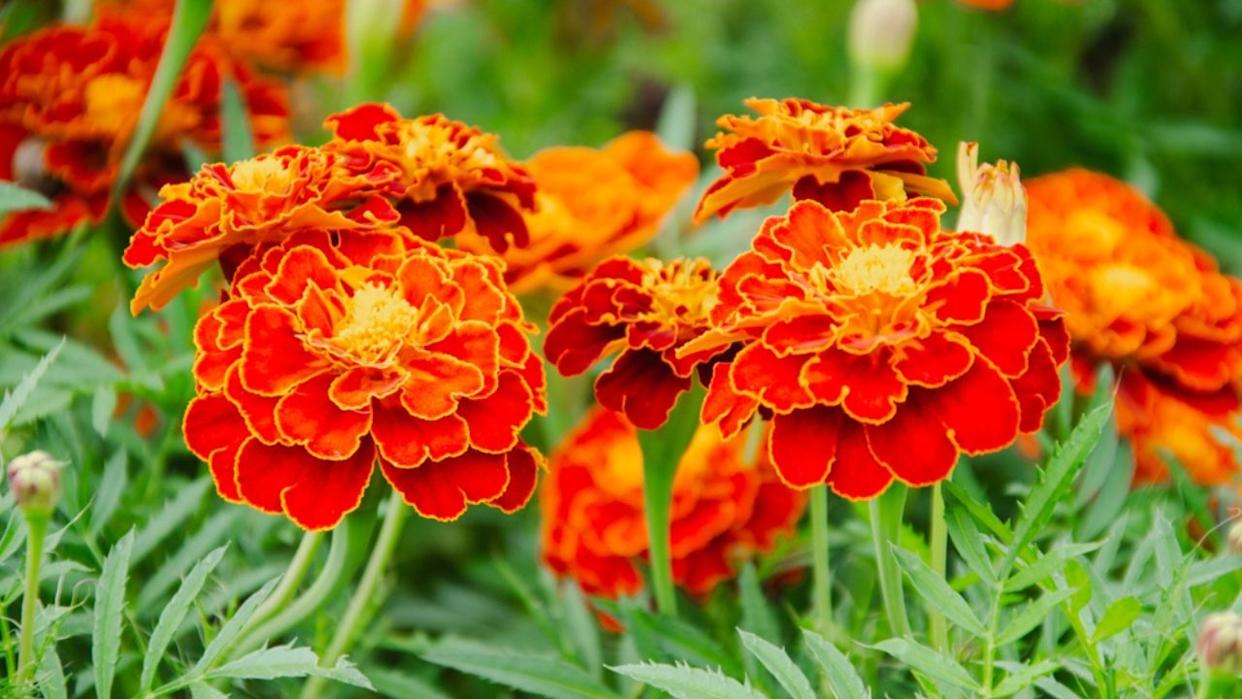 Bright Garden Marigold Flowers. High quality photo