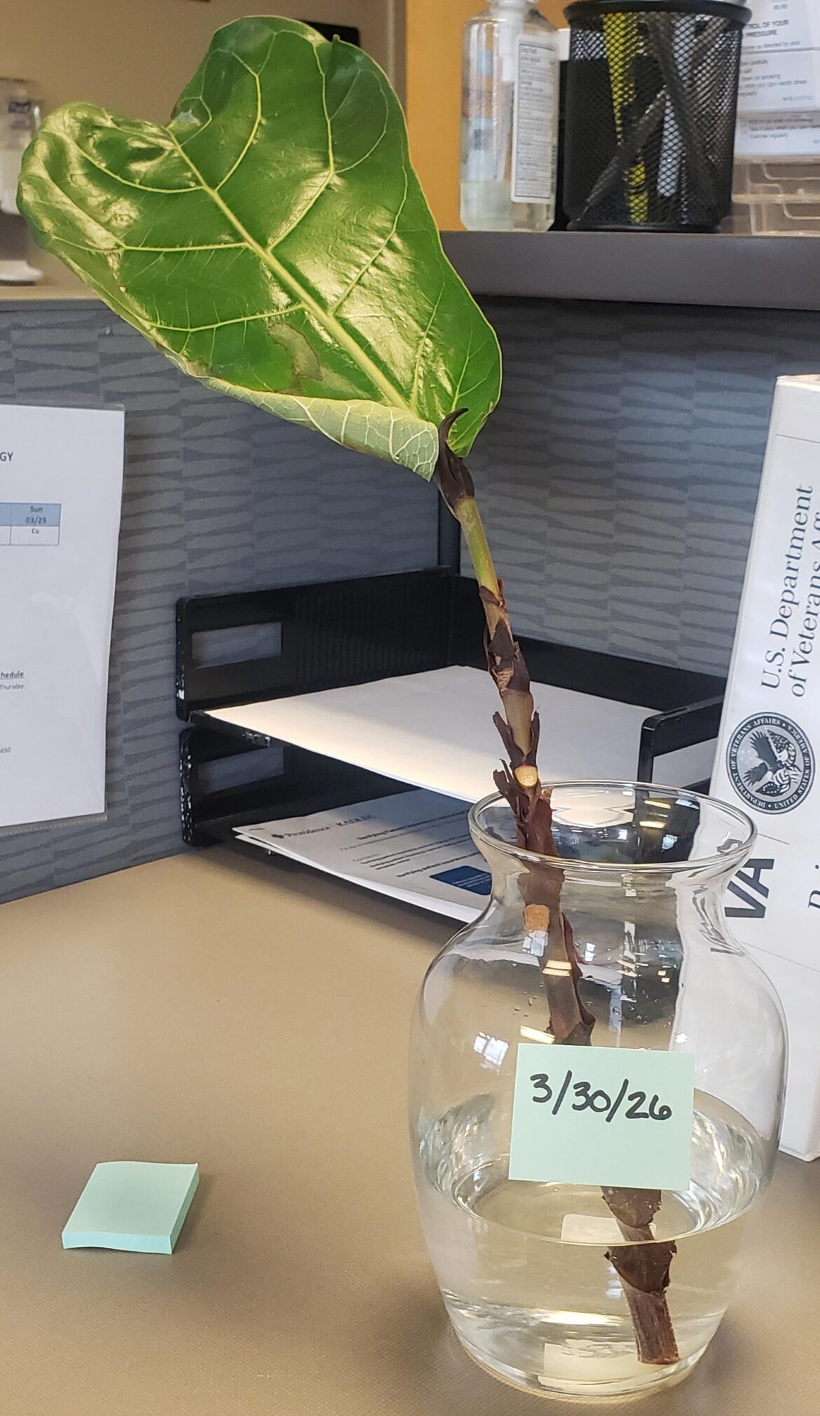 Attempting to propagate and save the source plant