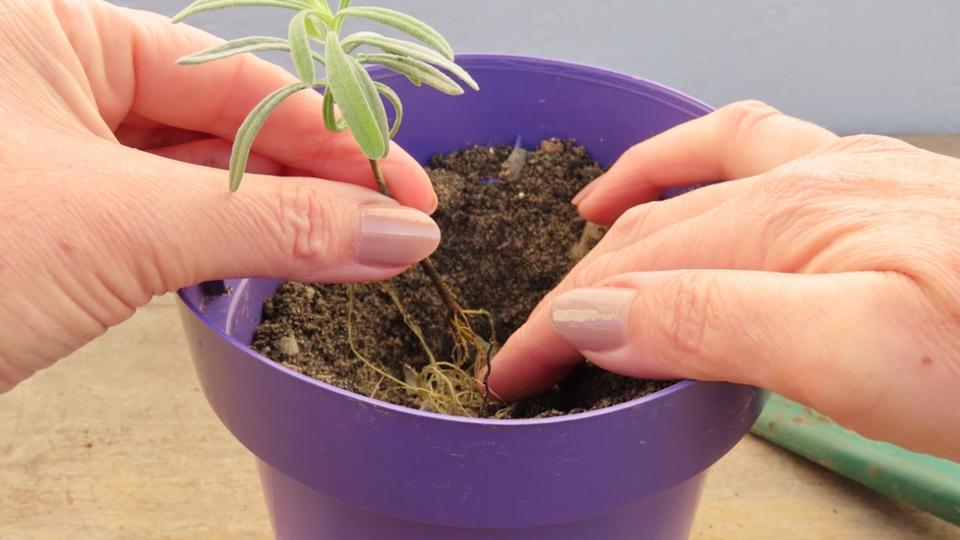 Woman hands placing a stem cutting of lavender in the soil of a purple plastic pot. Hands holding a stem cutting to plant. Hands holding a plant. Lavender flower propagation. Rustic wooden background.