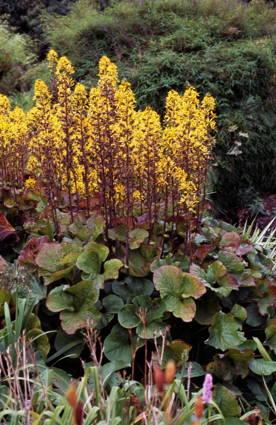 leopard plant or ligularia...
