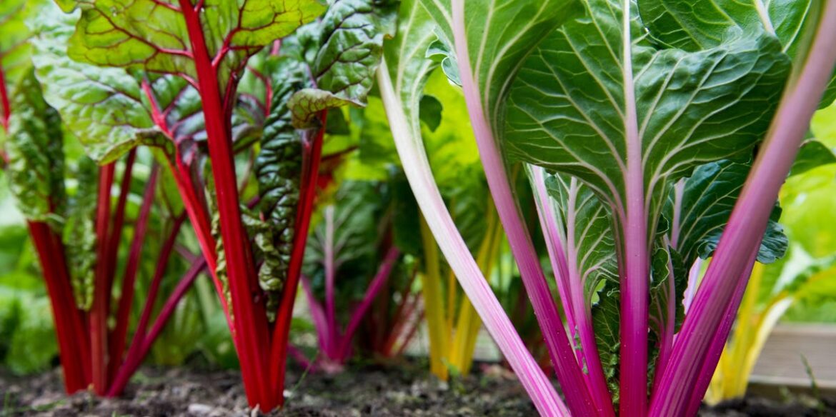8 Vegetables to Sow in March for a Bumper Summer Harvest – From Chard to Onions