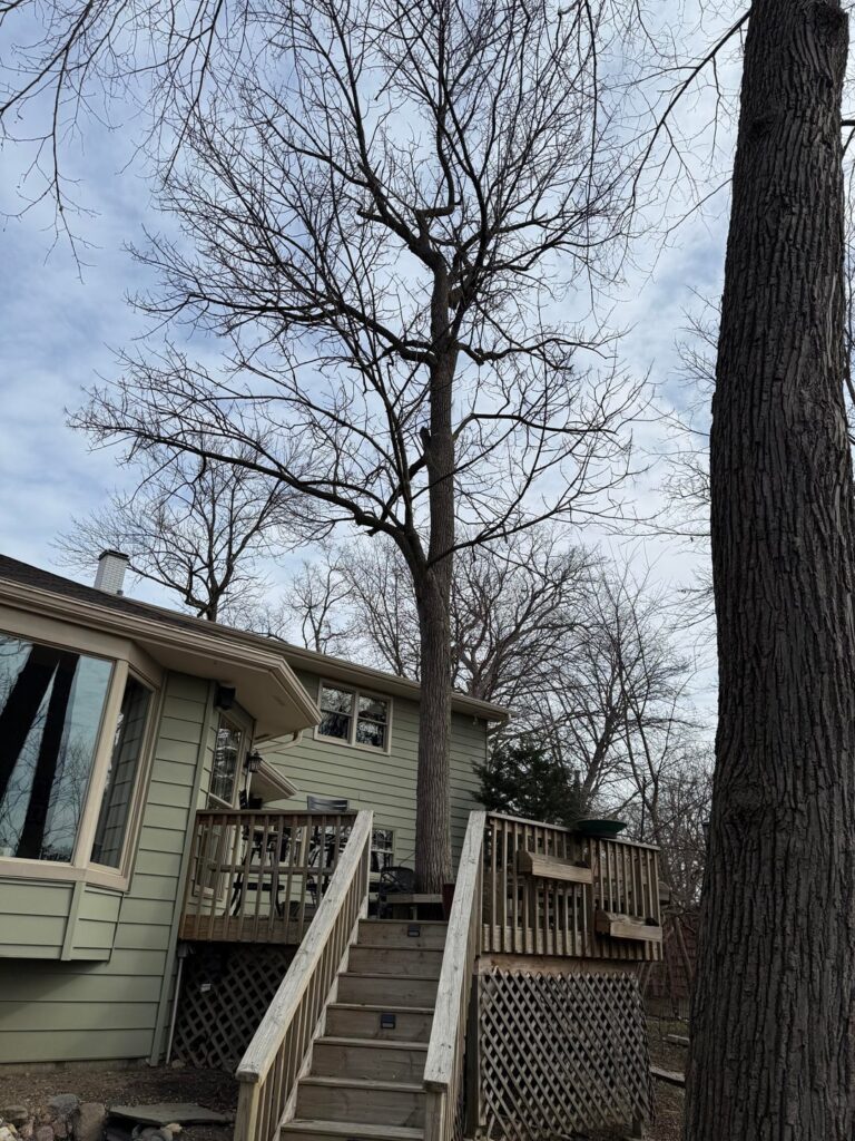 Ash tree advice needed Ash tree advice needed
