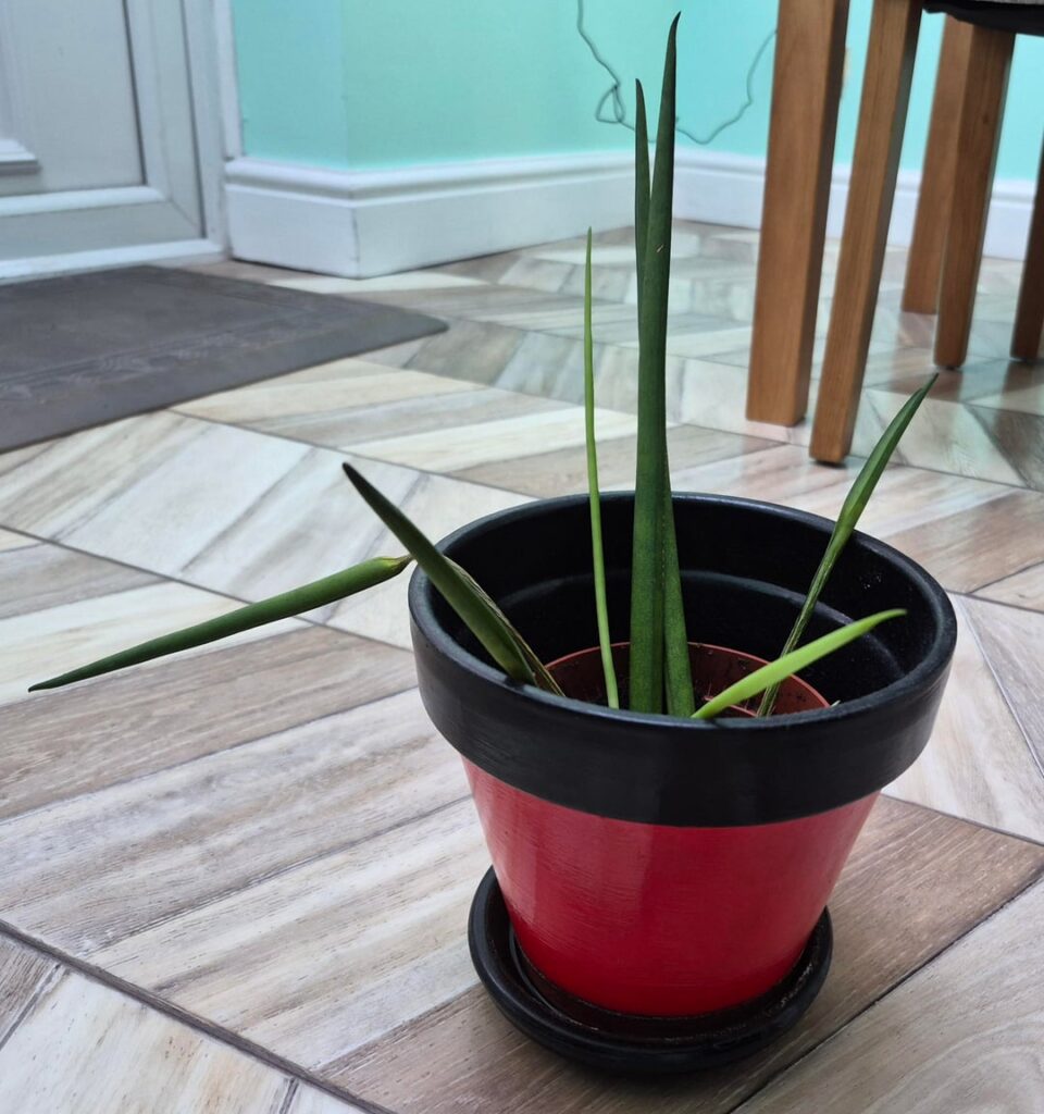 Why is my Spider Plant wasting away?
