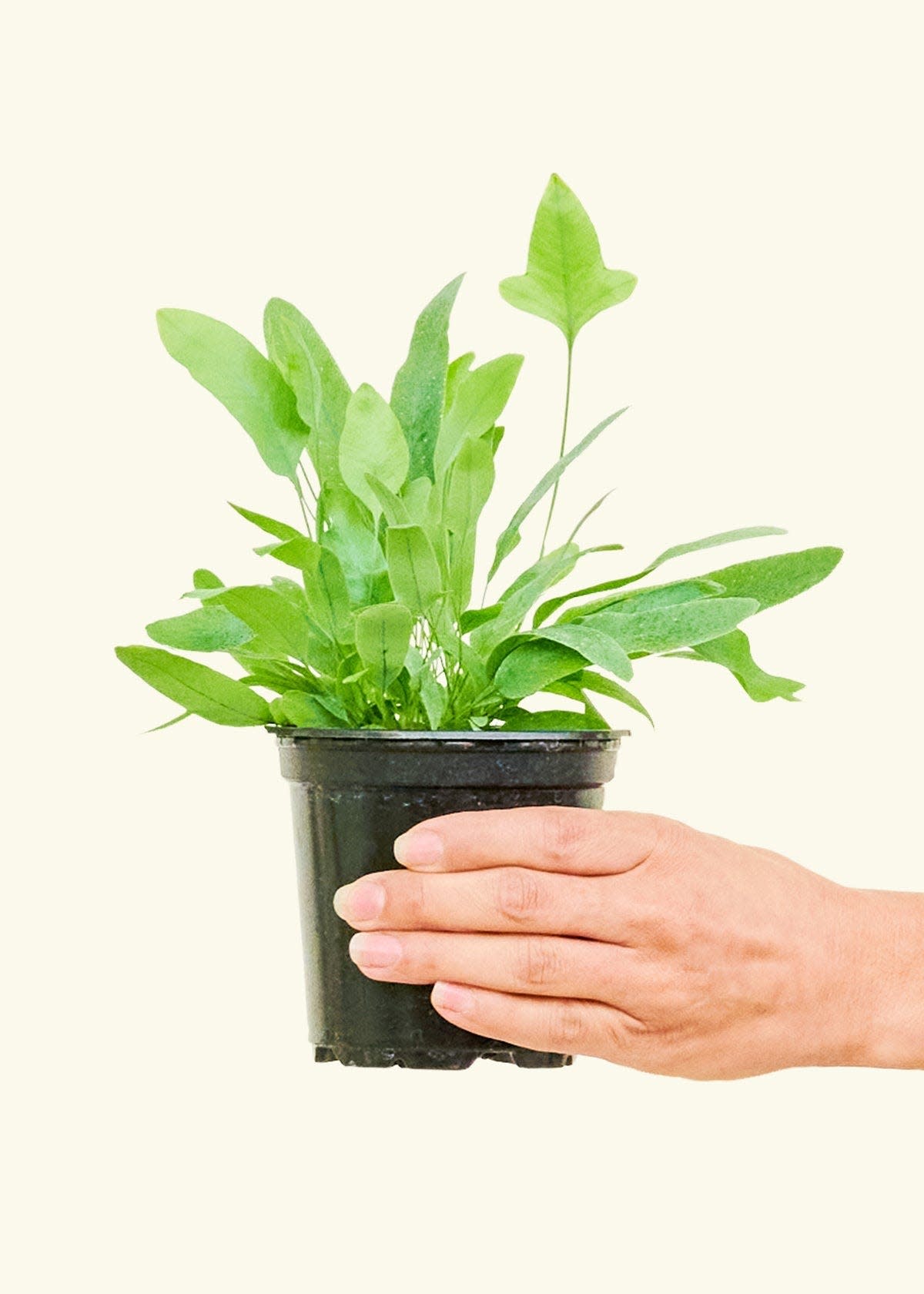 37 Low-Light Houseplants That THRIVE in Darkness