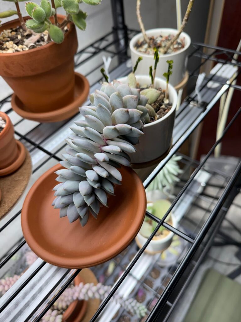 Sedeveria Lilac Mist - how should I repot it?
