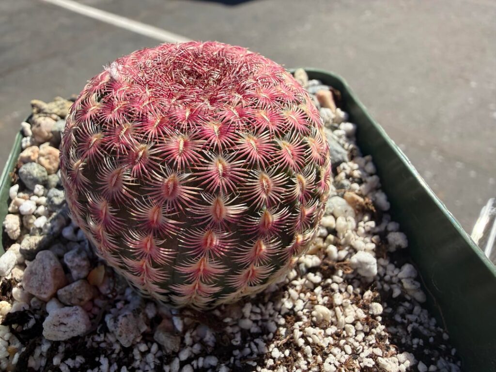 Picked these up from my local Botanical Garden during their spring sale