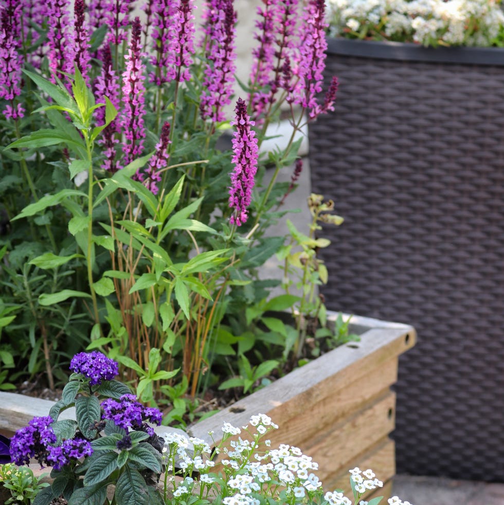 How to make garden plants grow quicker flowers growing in wooden boxes on a patio